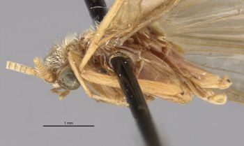 Media type: image;   Entomology 11540 Aspect: habitus lateral view